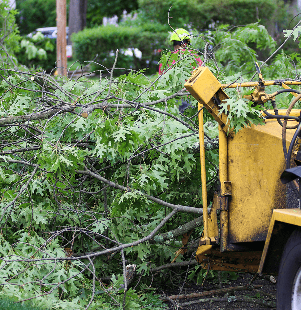 trees cleanup 1